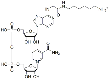 Molecular structure of the compound: NAD-hexylamine