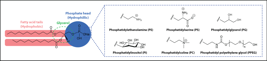 Distearoyl-sn-glycero-3-phosphate (DLPA)