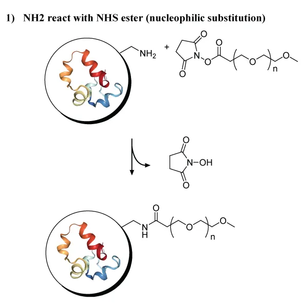 A nucleophilic reaction between an amine and a PEG NHS ester